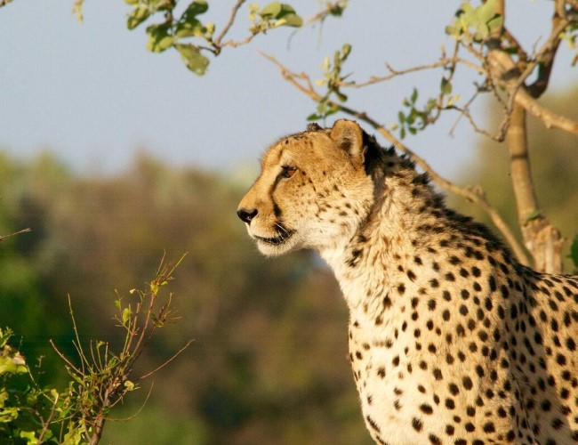 Marromeu National Reserve